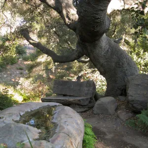 Manzanita section,old log bench under the oaks, SBBG