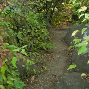 Manzanita section, SBBG