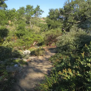 Manzanita section, SBBG