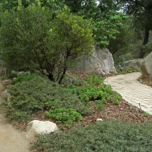 Home Demo Garden, Arctostaphylos Monica, Arcto Arroyo Cascade