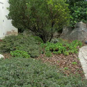 Home Demo Garden, Arctostaphylos Monica, Arcto Arroyo Cascade