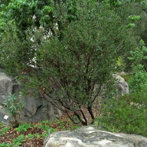 Home Demo Garden, Arctostaphylos 'Monica'