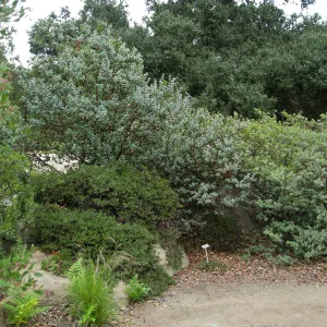 Home Demo Garden, SBGG