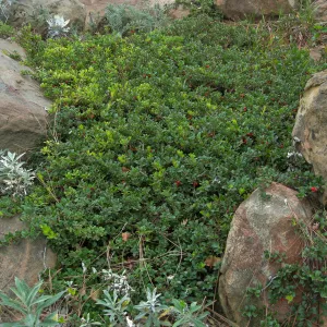 Home Demo Garden, SBGG