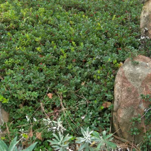 Home Demo Garden, SBGG