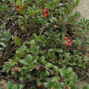 Home Demo Garden, SBGG