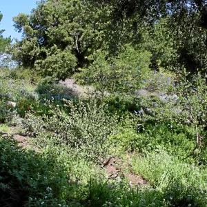 Porter Trail,Switch back, north