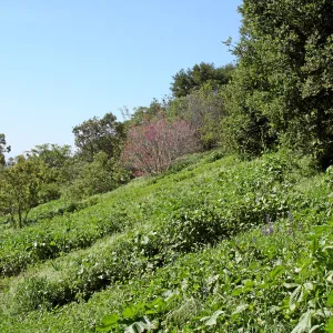 Porter Trail,East slope, south