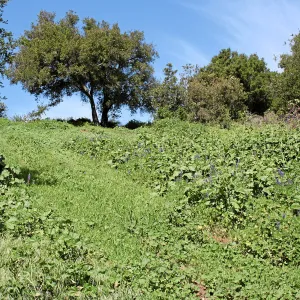 Porter Trail,East slope, lower path, west