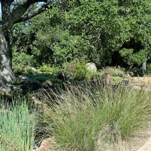 Meadow, Main path, northwest
