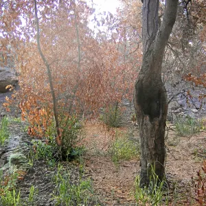 Fire damage in the Canyon. Stump sprouts
