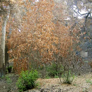 Fire damage in the Canyon. Stump sprouts