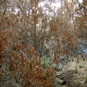 Fire damage in the Canyon. Stump sprouts