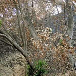 Fire damage in the Canyon. Stump sprouts
