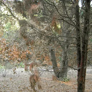 Fire damage in the Canyon. Stump sprouts
