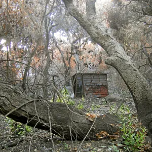 Fire damage in the Canyon - Island Section