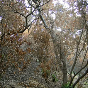 Fire damage in the Island Section