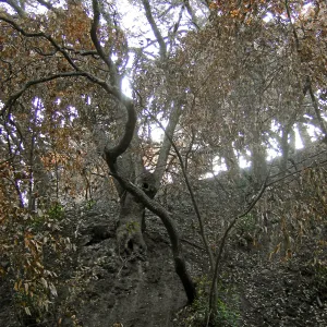 Fire damage in the Island Section