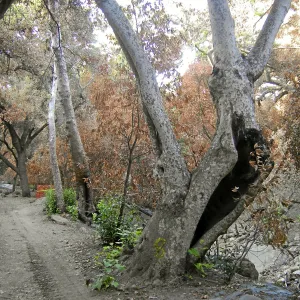 Fire damage in the Canyon