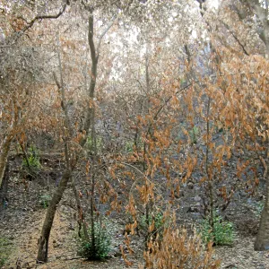 Fire damage in the Canyon