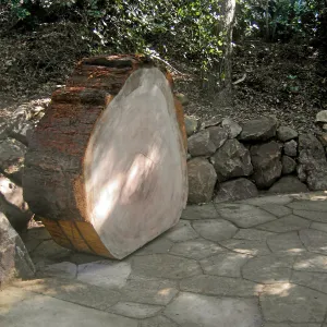 Redwood log in Arroyo Section
