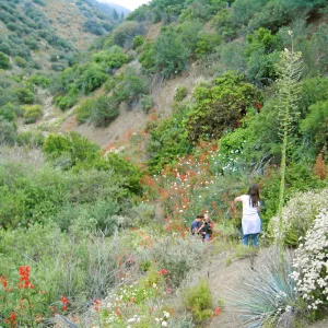 Wildflowers along HWY 33