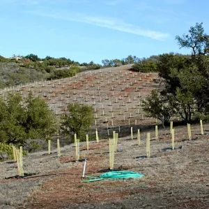 Torrey Pine planting at Hay Hill property