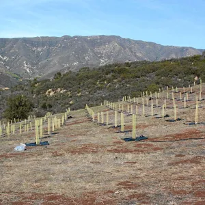 Torrey Pine planting at Hayhill property