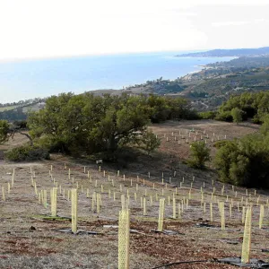 Torrey Pine planting at Hayhill property