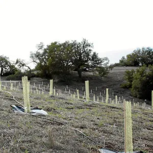 Torrey Pine planting at Hayhill property