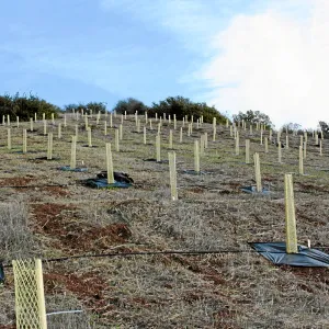 Torrey Pine planting at Hayhill property