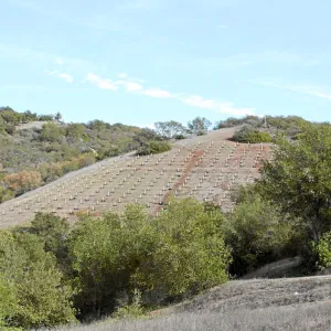 Torrey Pine planting at Hayhill property