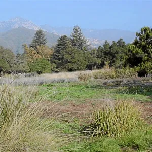 Meadow Terrace, North lower Meadow