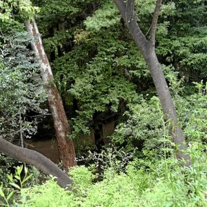 Fog dripline in the Redwood section