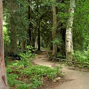 Fog dripline in the Redwood section