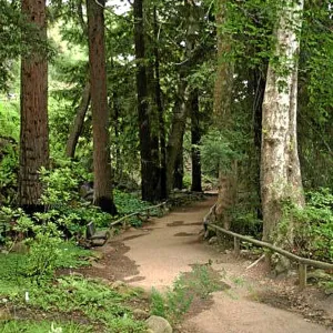 Fog dripline in the Redwood section