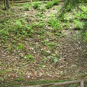Fog dripline in the Redwood section