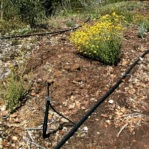 Road edge planting, Eriophyllum, Hayhill, Toro canyon