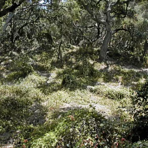 Toro canyon, summer