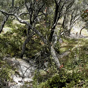 Toro canyon, summer