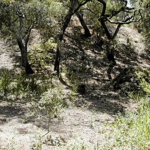 Toro canyon, summer