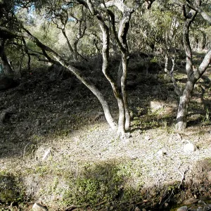 Toro canyon, winter