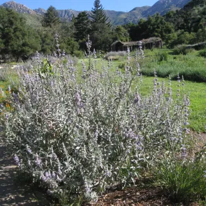 Salvia 'Desperado' in Meadow border