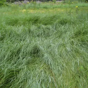 Invasive Leymus triticoides 'Grey Dawn' in lower Meadow