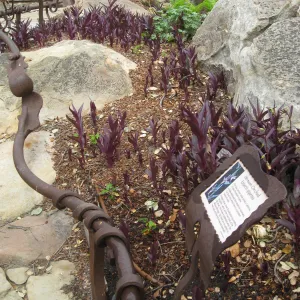 Epipactis 'Serpentine Night' in Orchid Display