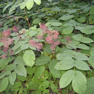Ninebark, Physocarpus capitatus