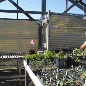 Heather Wehnau at Hort unit nursery shade house