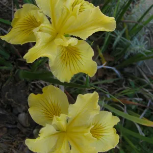 Iris Greenan Gold 04-248 in D 24