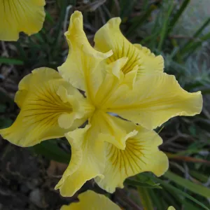 Iris Greenan Gold 04-248 in D 24