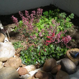 Heuchera â€˜Canyon Quartet' at Wallin Garden